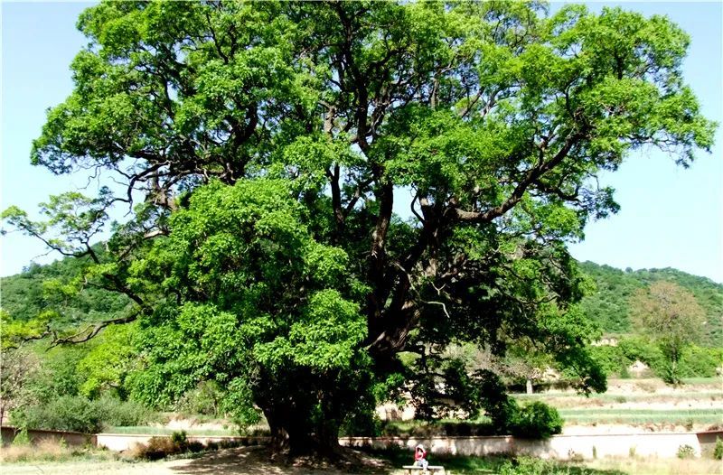 平凉文旅总工会踏春行山水崇信华夏古槐王