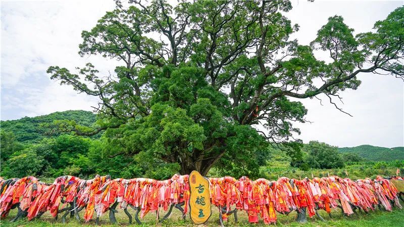 平凉文旅总工会踏春行山水崇信华夏古槐王
