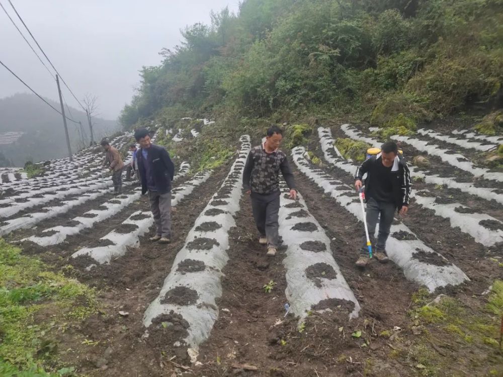 枧坝人口_兄弟乡镇到枧坝交流学习禁毒工作