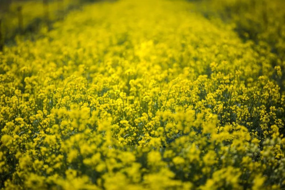 碧波荡漾的翠绿 衬托着金黄色的油菜花 龙口又一处网红景点 就在黄山