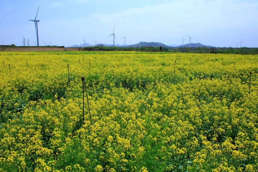 如此醉人的风景只有花怎么行 成片盛开的油菜花 吸引了市民和摄影师来