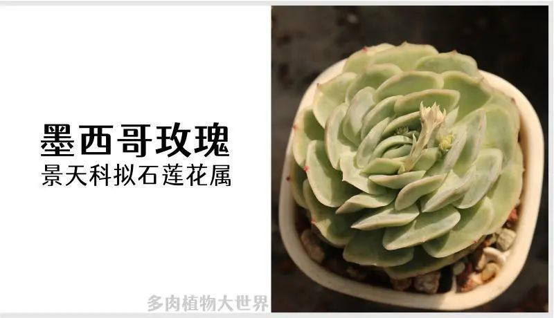 墨西哥玫瑰 又叫西娜景天科拟石莲花属多肉植物 月影系列多肉 腾讯新闻