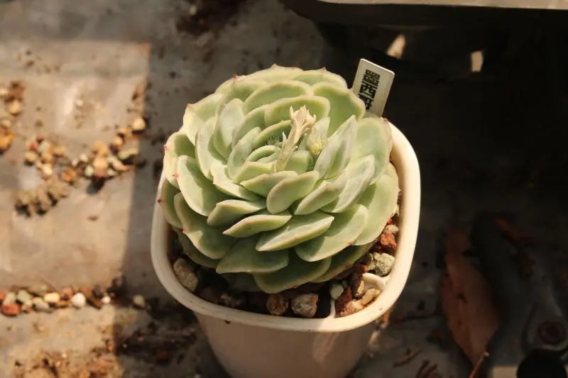 墨西哥玫瑰又叫西娜景天科拟石莲花属多肉植物月影系列多肉