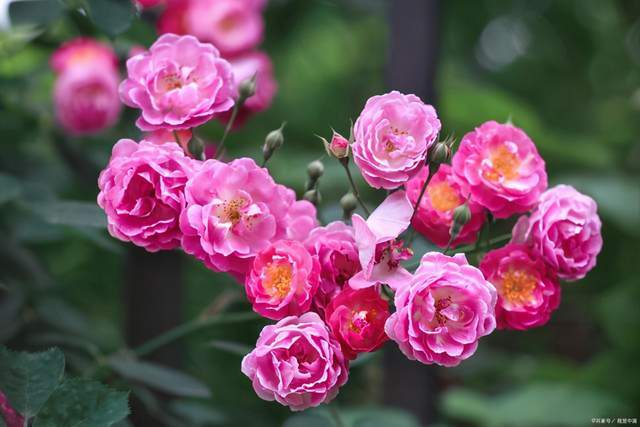 月季花在花期能够开出漂亮的花需要满足4个条件缺1条都不行