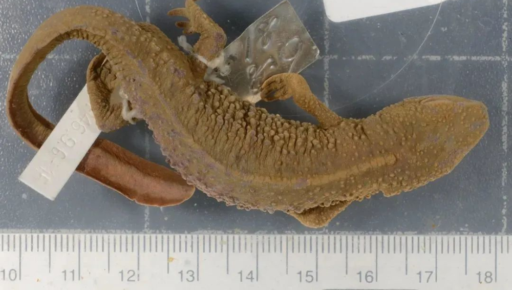 150年了,误以为灭绝的"水和尚"重现杭州,难道环境变好了?