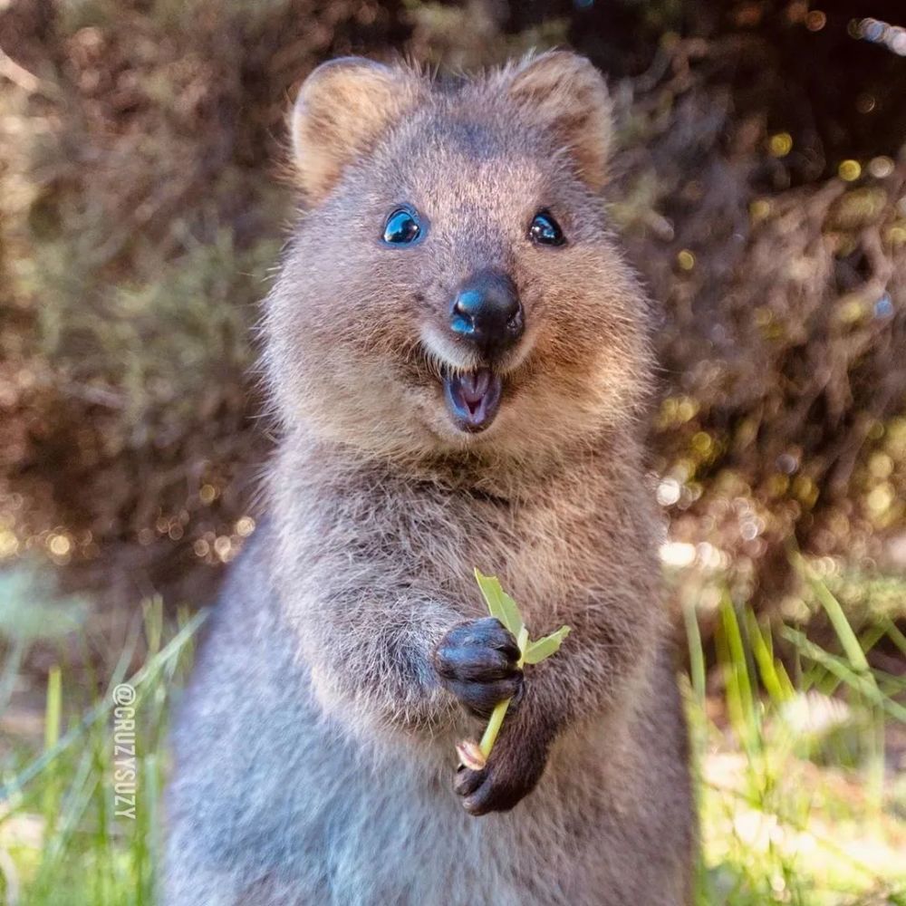 微笑地材在线营业这些小家伙大概是世界上最快乐的动物了吧
