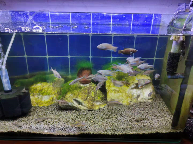 如何判断鱼缸水体过肥 看一眼鱼缸水面的水流和气泡就该明白 腾讯新闻
