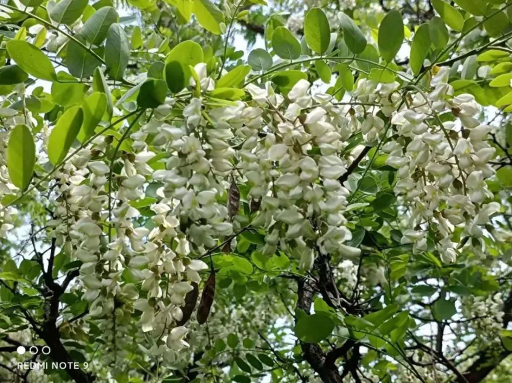 北京西山原始森林槐花开得正迷眼,五一真快乐_腾讯新闻
