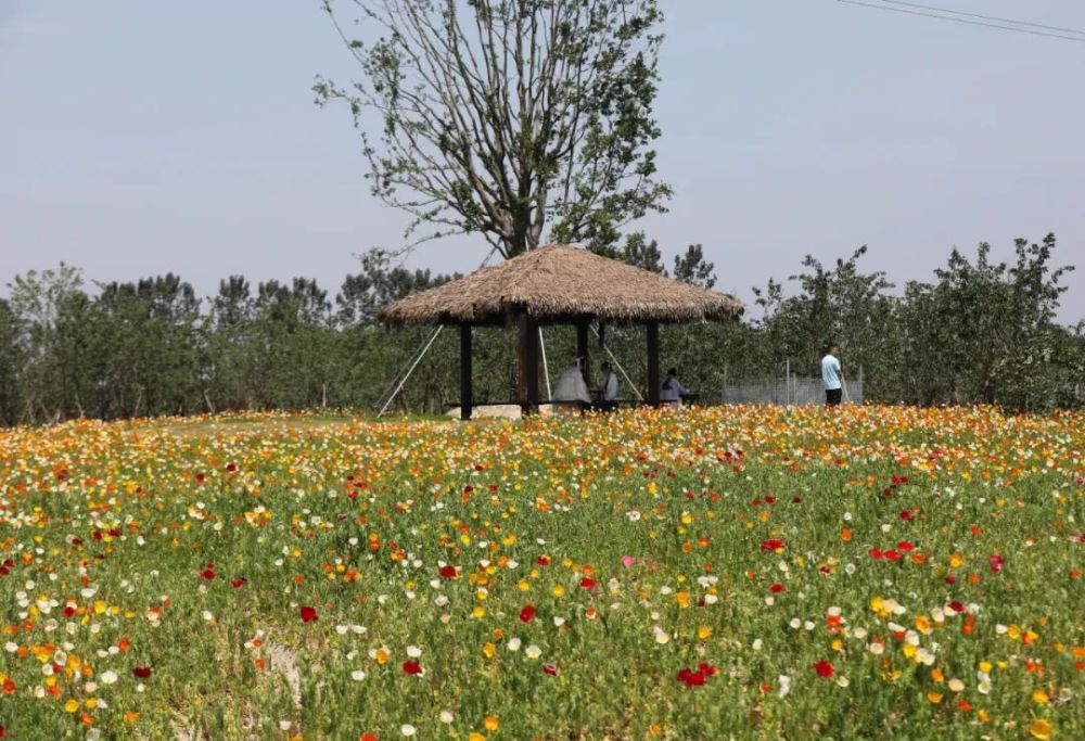 南通都市农业公园以"聚谷成仓"为主题,从农业,科普,文化,旅游等方面