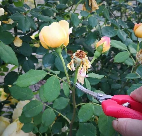 月季花后修剪常犯的4个错误,看看你中了几个!_腾讯新闻