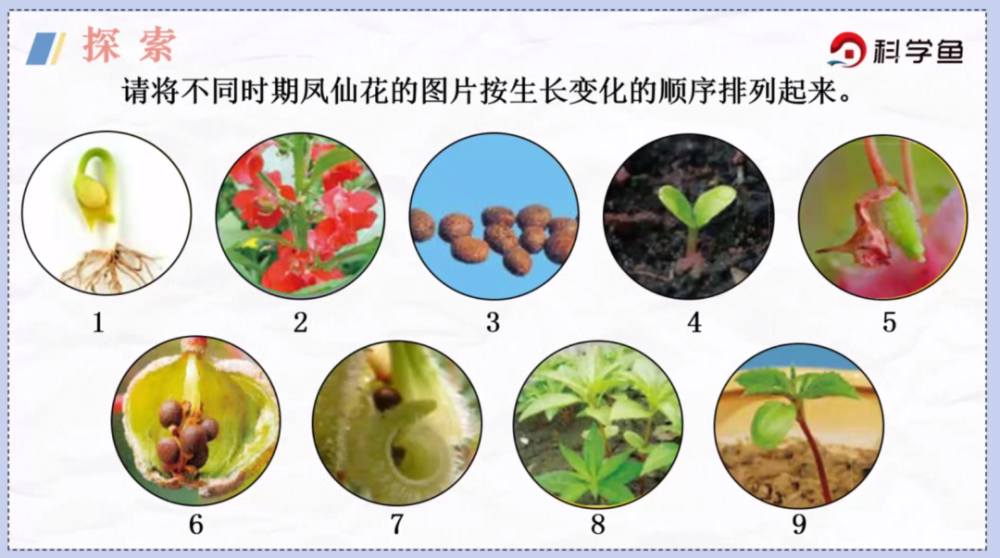 下面是不同时期的凤仙花图片,或其他植物的生长变化记录表.