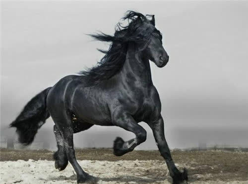 中国历史上的6匹名马,除了赤兔马,其余的5匹你都知道么?