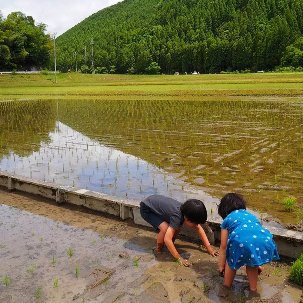 日本農村媽媽曬孩子生活照走紅堪比李子柒的生活讓其他寶媽酸了