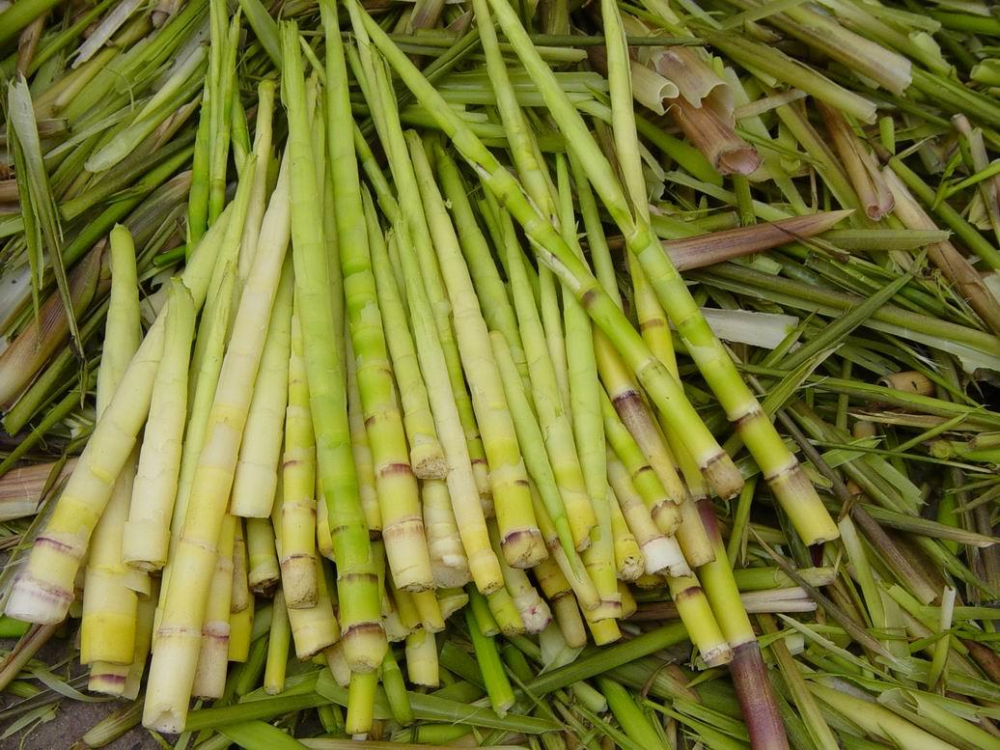 立夏到了要多吃这种野笋老一辈说吃了筋骨活络健步如飞