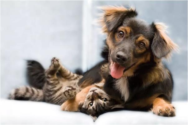 属狗人 5月18日会有1个贵人来圆你年心愿 看看他是谁吧 腾讯新闻