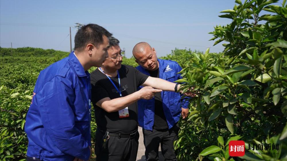 雁江蜜柑:种植面积超30万亩"中国早熟蜜柑之乡"要