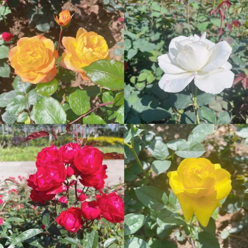 五一假期德阳5000㎡月季等你来赏