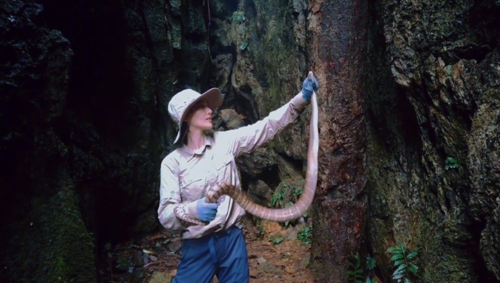 张馨予分享野外历险记自曝满身被咬包上演徒手抓蛇胆超大