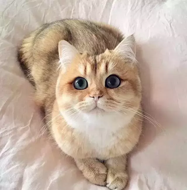 它是一只最会照相摆pose的猫咪猫咪coby拥有世界上最美的眼睛thor是只