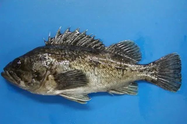 四川团省委,陕西团省委,河流守望者,部分图片来源于百度(黑鲉鱼与中华