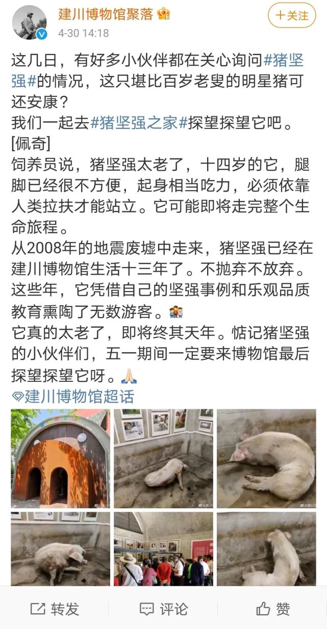 猪坚强情况很糟或被安乐死