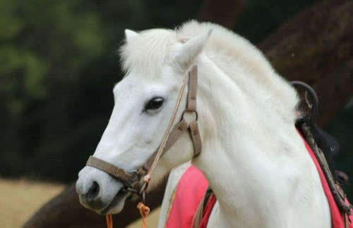 拍完86版《西游记》后,饰演"白龙马"的那匹白马结局如何?让人心酸