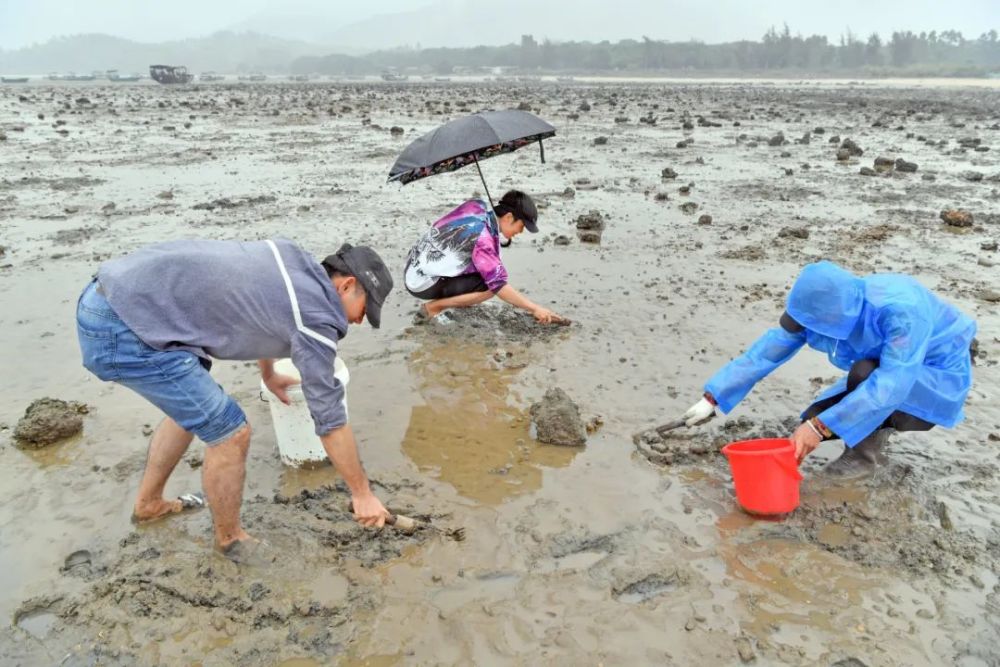 適合趕海的海灘有很多海洋漁業資源豐富整個島呈海螺形狀陽江海陵島總