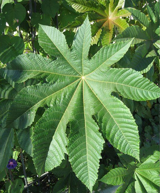 蓖麻叶,治筋骨痛良药