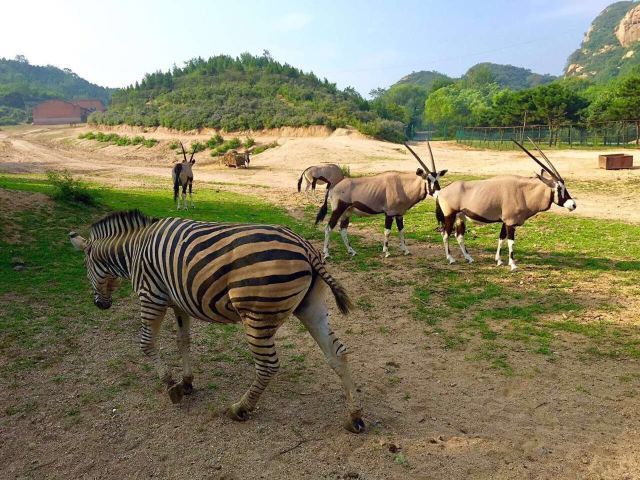 自驾经过这个区域务必要将车窗关闭,车门加锁(有些动物会自己开车门)