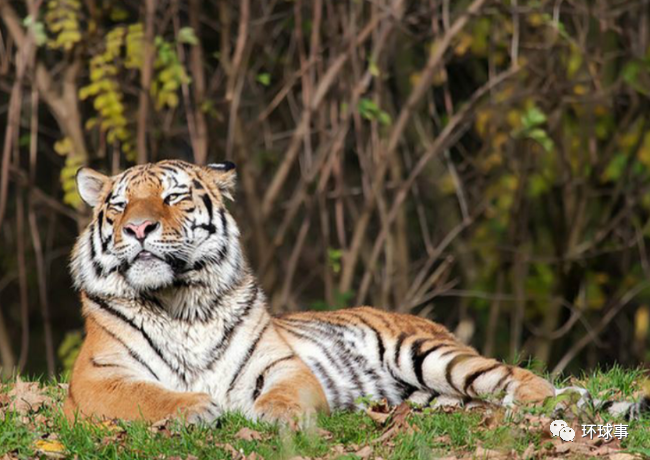 必须马上野放东北虎完达山1号45天后会失去野外生存能力