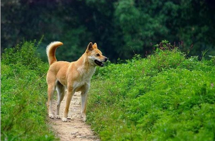 狗的弱点是什么 了解这几点 让你不再被狗追的到处跑 腾讯新闻