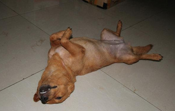 狗的弱点是什么 了解这几点 让你不再被狗追的到处跑 腾讯新闻