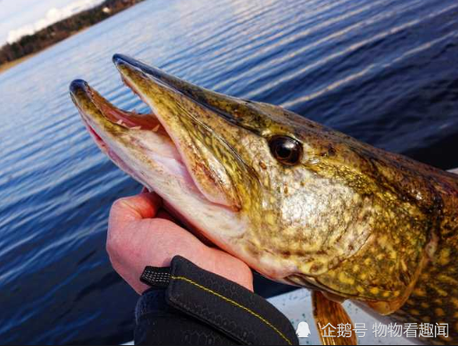 物物看趣会摇尾巴的狗鱼是狡猾的猎手