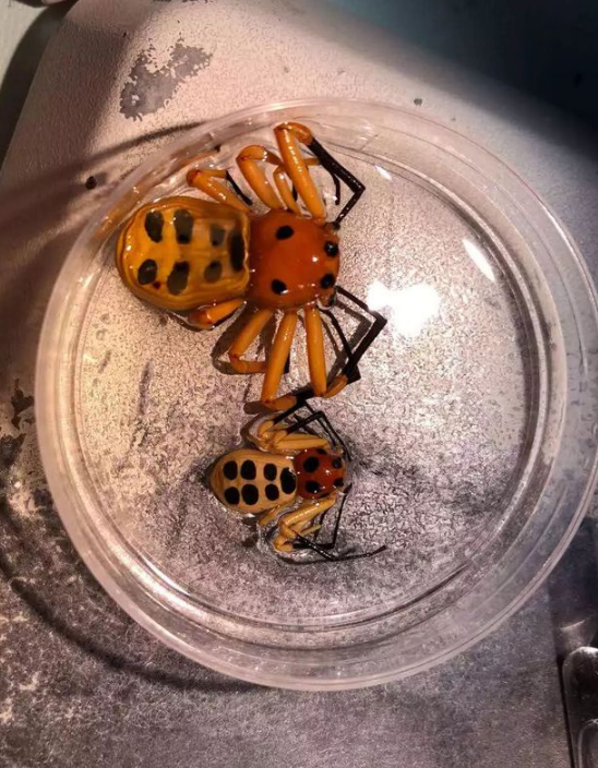 平反 盘点世界上独特且美丽的蜘蛛 腾讯新闻