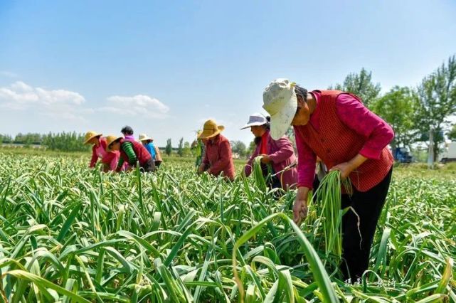 原创第一次到桑镇打蒜苔真实情况是这样的