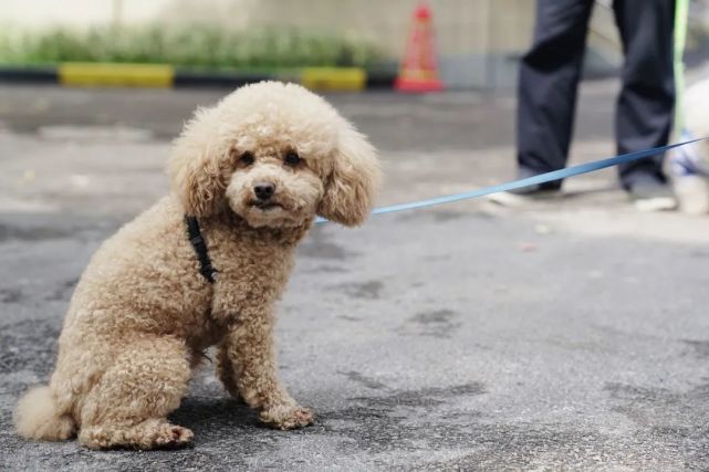 小虹街访出门遛狗不栓绳违法你怎么看