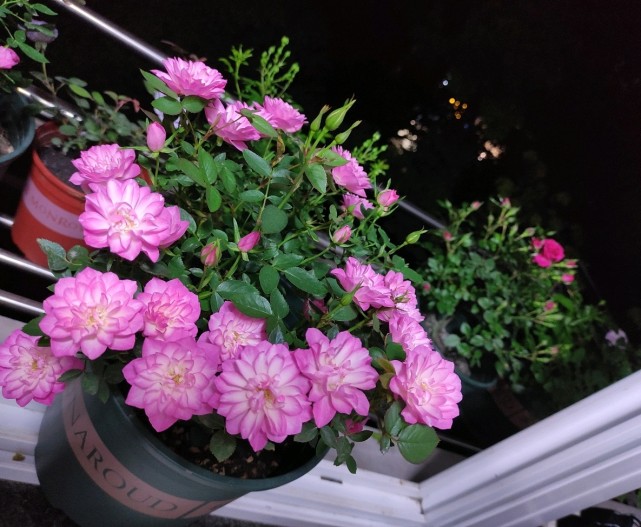 天荷阳台盆栽永远滴神植株矮小美若莲花四季有花看