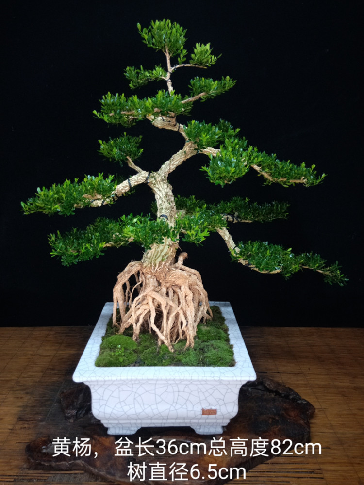 黄杨盆景可以室内养家有黄杨喜气洋洋