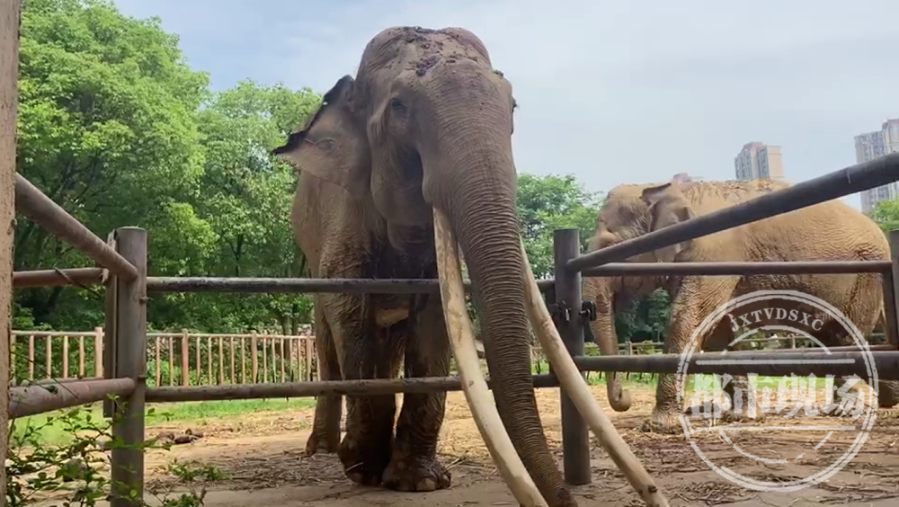 世界第一长直牙亚洲象就在南昌赶紧来围观