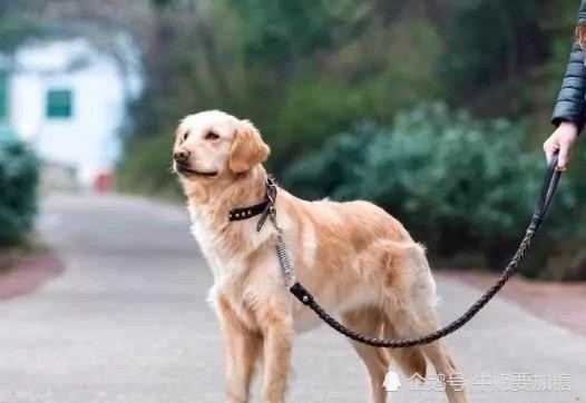 如何看待遛狗拴狗绳入法?