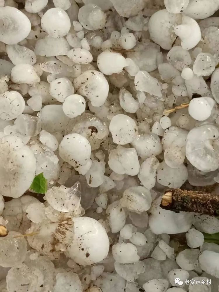 【老安走乡村】刚刚:天水老家冰雹 风雨交加!太吓人了