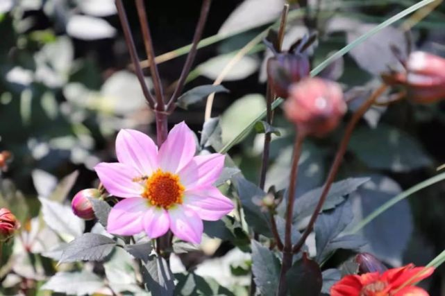 花博会大蝴蝶正在上色网红崇明小姐姐带记者提前探营