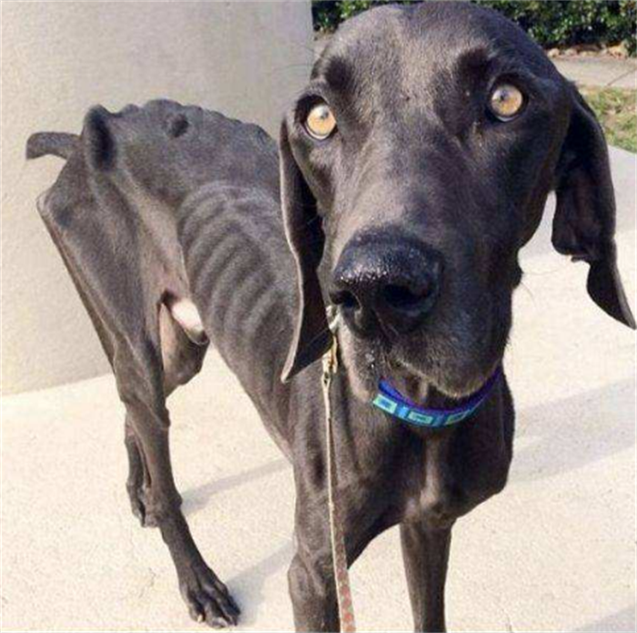 一只被抛弃的大型流浪狗瘦的不足10斤救助人员不敢直视