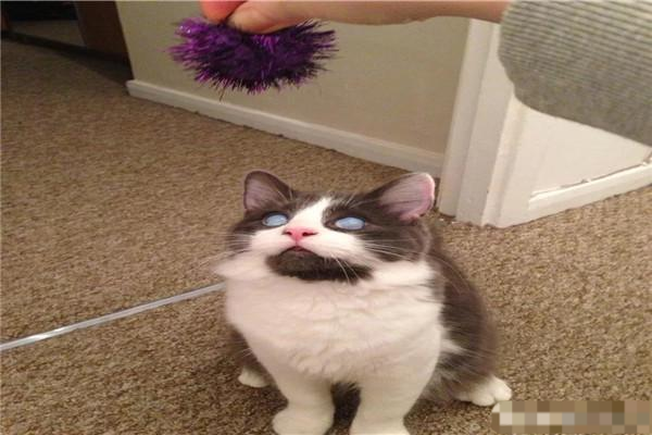 妹子单纯地去吸猫 结果被一只失明的奶猫给赖上了 如今颜值爆表 腾讯新闻