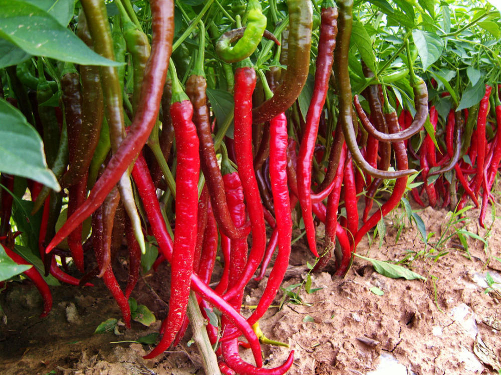 采取"公司 合作社 农户"的运营模式,二荆条辣椒种植规模不断扩大,品质