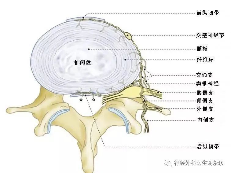 椎间盘由外层的纤维环和内部的髓核及上下软骨终板构成 是脊柱功能