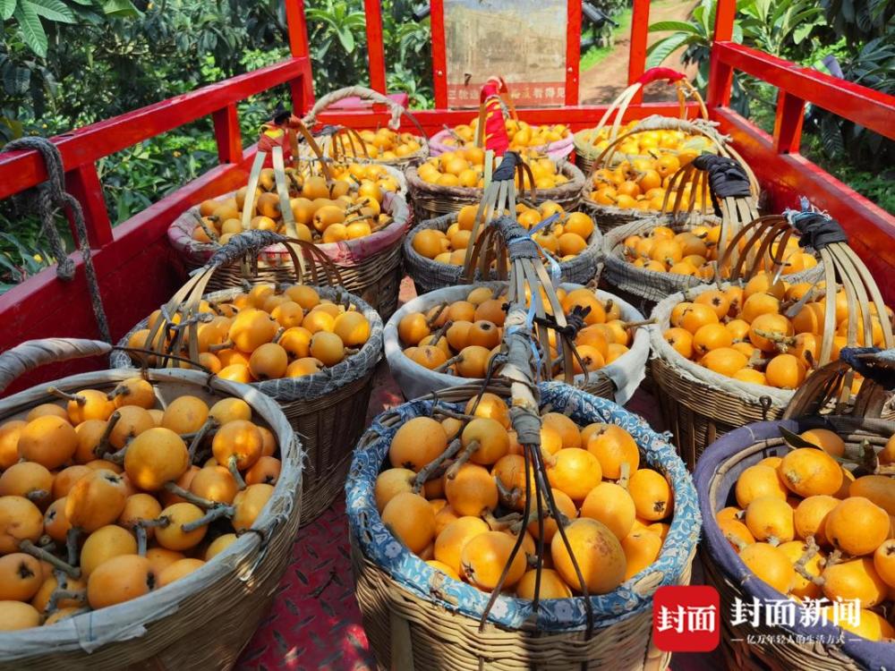 仁寿文宫5万亩枇杷熟了种植历史已逾百年寻味乡村里的四川