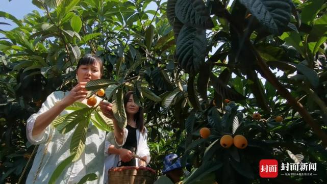 仁寿文宫5万亩枇杷熟了 种植历史已逾百年|寻味乡村里的四川