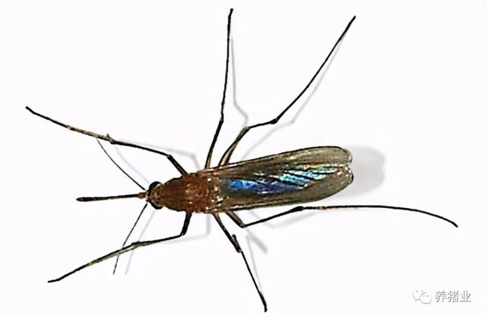 蝇蚊蠓在非洲猪瘟病毒传播中的作用