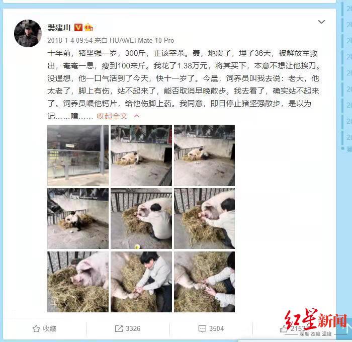 “活文物”豬堅強14歲了 樊建川：我本意隻是不想它挨刀